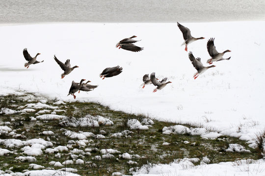 &Aacute;nades reales en el Pantano del Ebro en un paisaje invernal con nieve