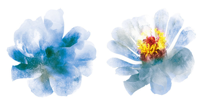 Watercolor flowers , isolated on white background