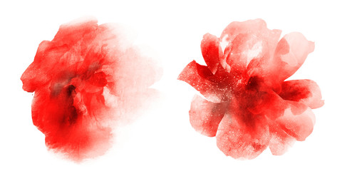 Watercolor flowers , isolated on white background