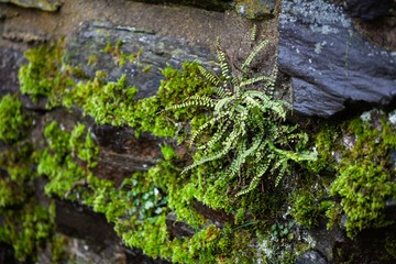 small fern plant growing in between rocks on natural stone castle wall