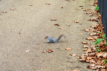 Squirrel