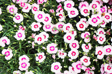 dianthus flower texture