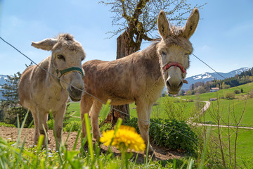 Esel - Frühling - Allgäu - Blumen