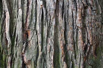 Tree bark texture close up, oak trunk macro, oaken crust surface, natural wooden wrinkled backdrop, tree bark pattern, timber material structure, crumpled textured effect, abstract rough grunge design