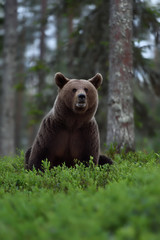 brown bear in forest at night