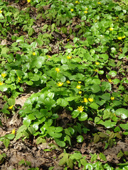 blooming fig buttercup on blurry spring park background