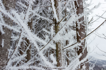 Background of hoarfrost on spruce trunks and branches