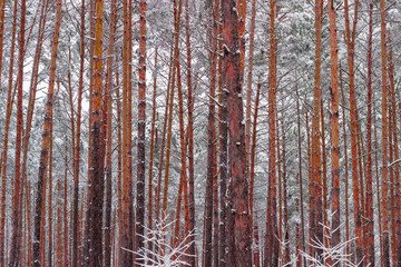 Fototapeta premium Background of the pine trunks in winter forest