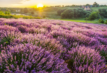 Fototapeta premium Colorful flowering lavandula or lavender field in the dawn light.