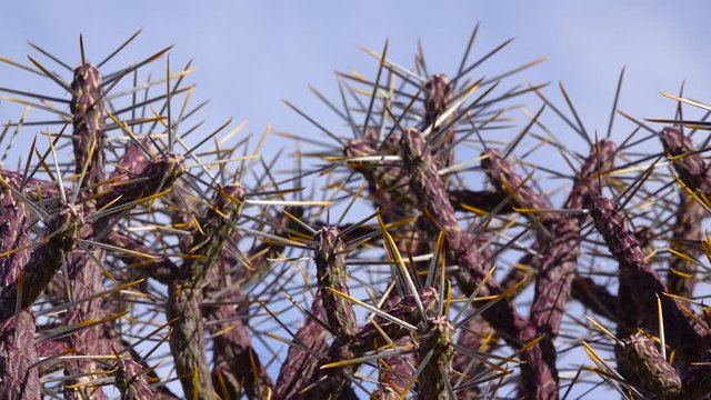 Arizona pencil cholla with long yellow spines against the blue sky. Christmas cholla, tasajillo (Cylindropuntia leptocaulis). Joshua Tree National Park.