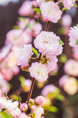Pink flowering almond branches in blossom. Close-up.