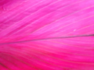 pink abstract background