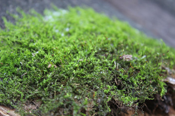 Green world