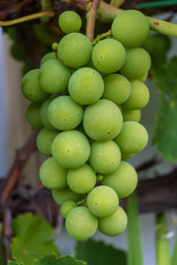 bunch of green grapes on the vine