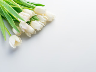 White tender tulips on white background.