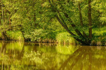 reflections of green trees on calm river surface