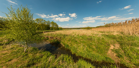 small creek, birch tree, reeds, blue sky, clouds