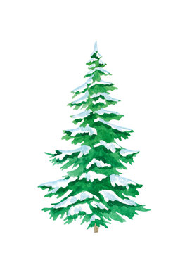 Picture of a spruce hand painted in watercolor isolated on a white background. Conifer tree. Watercolor christmas tree in the snow
