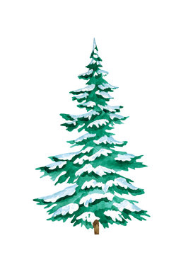 Picture of a spruce hand painted in watercolor isolated on a white background. Conifer tree. Watercolor christmas tree in the snow
