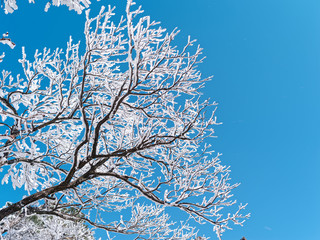 Snow covered tree branch and snow flying in wind with pure blue sky background in Huangshan, China.