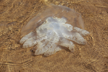 Jellyfish with tentacles © deviddo