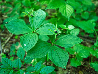 Zielone owoce Czworolista pospolitego (Paris quadrifolia L.) na początku lata