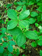 Zielone owoce Czworolista pospolitego (Paris quadrifolia L.) na początku lata
