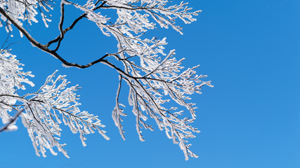 Snow covered tree branch and snow flying in wind with pure blue sky background in Huangshan, China. © atiger