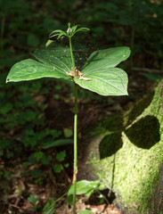 Zielone owoce Czworolista pospolitego (Paris quadrifolia L.) na początku lata