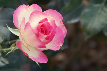 Closeup of Blooming Pink Rose Flower