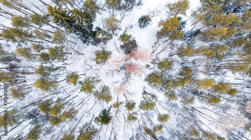 Wall mural spruce trees in winter forest, aerial drone top down view