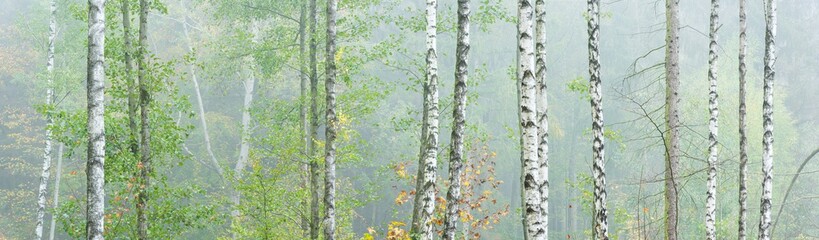Panoramic Background Wallpaper of Foggy Birch Forest in Autumn	