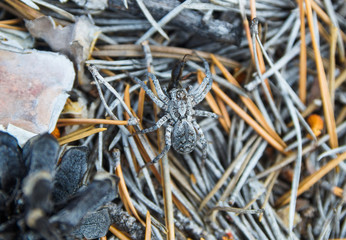 a predatory spider has attacked another insect and is eating it
