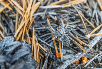 a predatory spider has attacked another insect and is eating it
