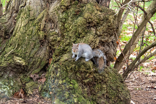 Sitting Squirrel