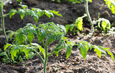 Tomato seedlings grow in the ground in the greenhouse, seedlings after morning watering.