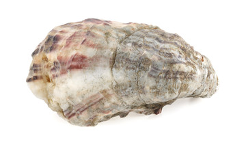 Fresh oysters isolated on a white background
