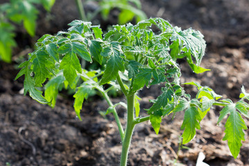 Tomato seedlings grow in the ground in the greenhouse, seedlings after morning watering.