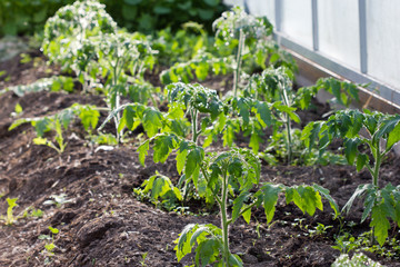 Tomato seedlings grow in the ground in the greenhouse, seedlings after morning watering.