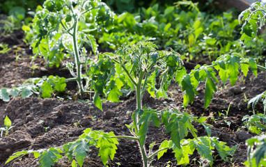 Tomato seedlings grow in the ground in the greenhouse, seedlings after morning watering.
