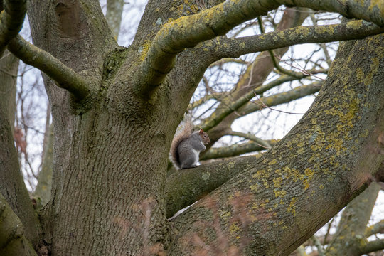 Squirrel Sitting in the Tree