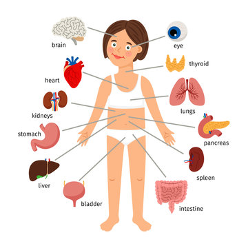 Girl internal organs. Female human internal organs on girl body infographic diagram for childrens education, vector illustration on white background
