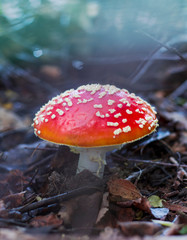 one fly agaric in the sunlight, a poisonous mushroom growing in the forest