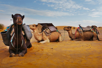 Caravan of camel in the sahara desert of Morocco 
