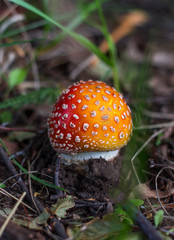 one small fly agaric, a poisonous mushroom growing in the forest