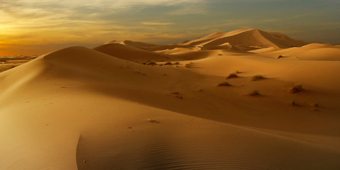 Fototapeta na wymiar sunset on sand dune in the sahara desert 