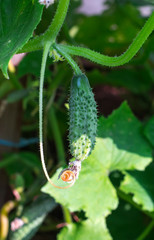 a small prickly green cucumber growing in a greenhouse in bright daylight