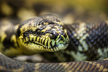 The longest snake in the world - Asia's giant Reticulated Python. Quietly asleep, curled into a...