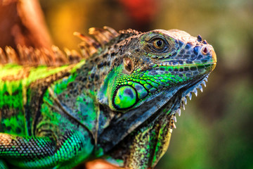 The green iguana, also known as the American iguana, mostly herbivorous species of lizard of the genus Iguana.  This is the residual dinosaur reptile that needs to be preserved in the natural world