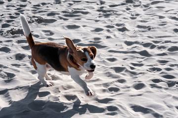 Beagle beautiful dog on the empty sandy seashore.